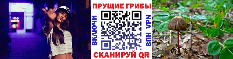 Псилоцибиновые грибы Psilocybe  наркота  Краснодар 